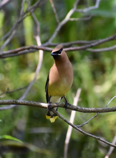 Cedar Waxwing Ewa Guide To The Birds Of The Fells Massachusetts Us