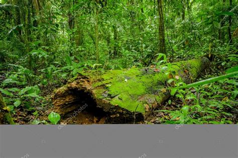 Tropical Rainforest Landscape, Amazon Stock Photo by ©pxhidalgo 42421101