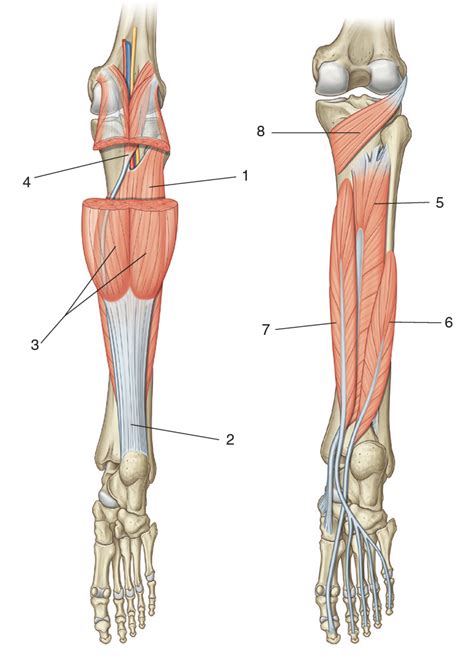 Diagram Of Leg Posterior And Lateral Compartment Quizlet