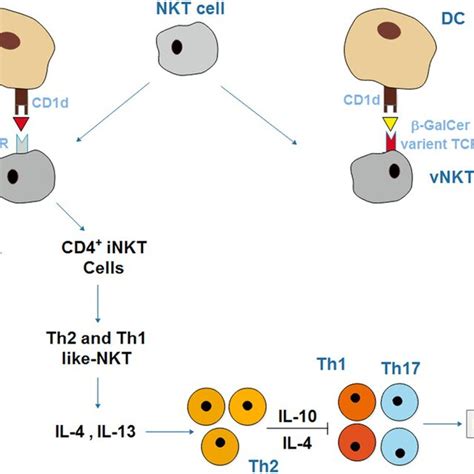 Schematic Description Of Nkt Cells The Vnkt Cells React With Cd1d