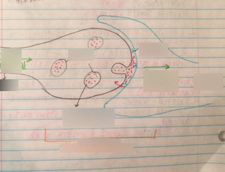 Synapse Diagram Diagram Quizlet