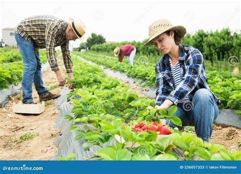 Grupo De Trabajadores Agrícolas Que Cosechan Fresa En El Campo Agrícola