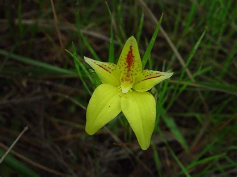 Free picture: flower, yellow, stock, photo