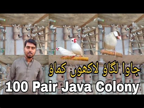 100 pair java colony breeding setup Fawn Java White java جاوا