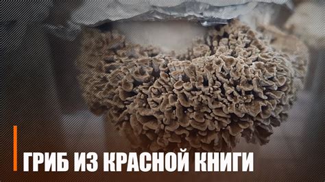 На территории национального парка «Припятский» нашли редкий ...