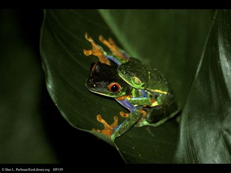 Ecolibrary Display Red Eyed Leaf Frogs Mating