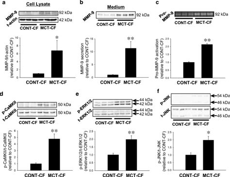 Production And Activity Of Matrix Metalloproteinase Mmp And