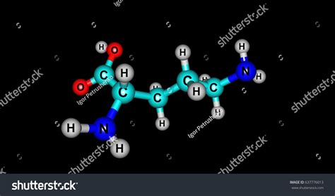 38 Ornithine Cycle Images, Stock Photos & Vectors | Shutterstock
