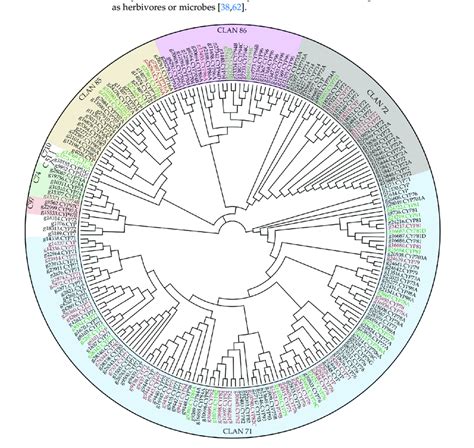 Phylogenetic tree of all transcribed cytochrome p450 (CYP) enzymes ...