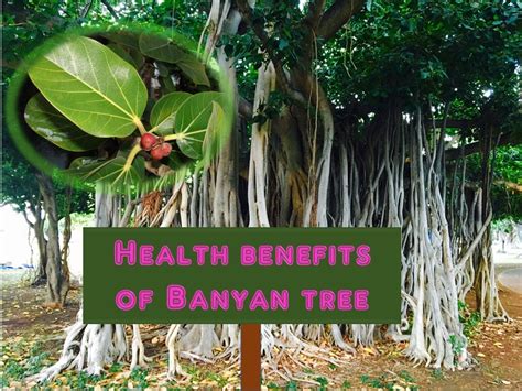 Banyan Tree Fruit Powder Online | Fruit Trees