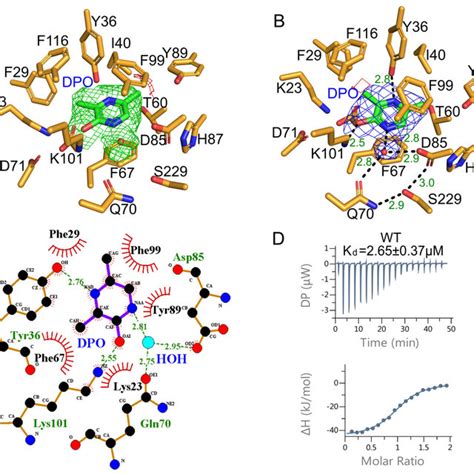 Structure Of The VqmA DPO DNA Complex A Structural Overview Of VqmA