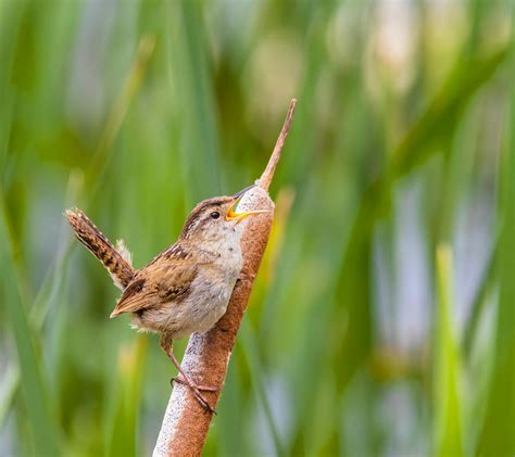 Birds Singing Photos, Download The BEST Free Birds Singing Stock Photos & HD Images