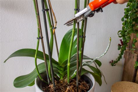 Mijn Orchidee Is Uitgebloeid Wat Nu Plantleven