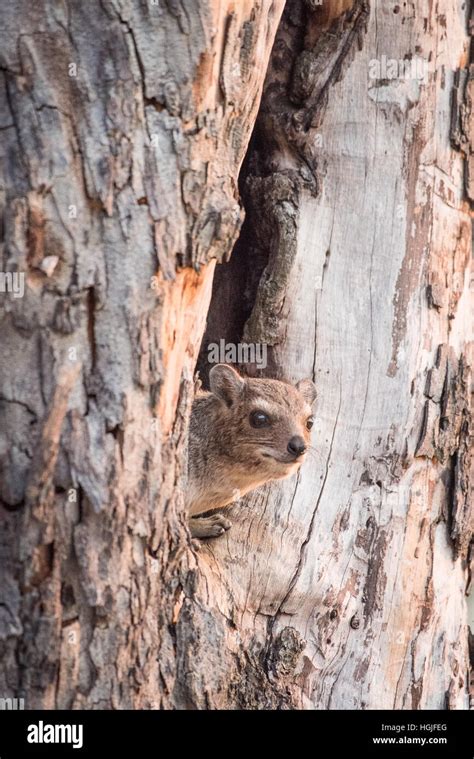 Tree Hyrax (Dendrohyrax Stock Photo - Alamy