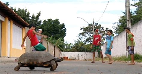 G Jabuti Encontrado Em Via Do Df Dois Furos No Casco