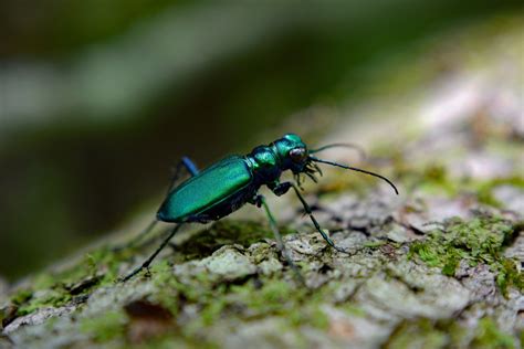 how to control emerald ash borers in the yard and garden