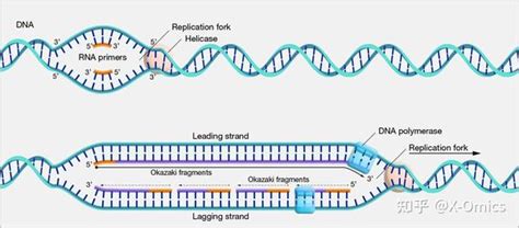 Nature子刊 转录决定人类细胞中dna复制的起始和终止 知乎