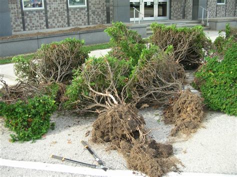 Shrubs and Tree Removal in Lafayette, Orinda & Nearby Areas in California