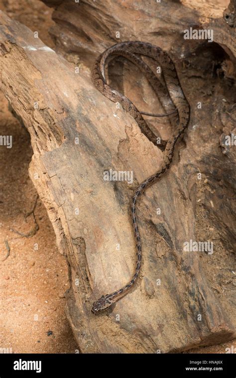 Sri Lanka Cat Snake Boiga Ceylonensis Sri Lanka Stock Photo Alamy