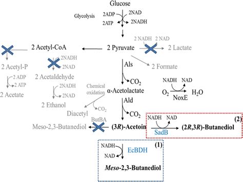 Rewiring The Metabolic Pathway For Synthesis Of 3R Acetoin R BDO And