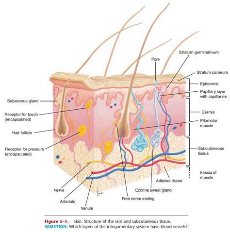 Anatomy And Physiology Of The Skin Springerlink Off