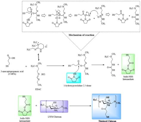 Schematic Representations Of The Formation Of Thiolated Chitosan The Download Scientific