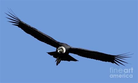 Andean Condor Vultur Gryphus In Flight K9 Photograph By Gilad Flesch