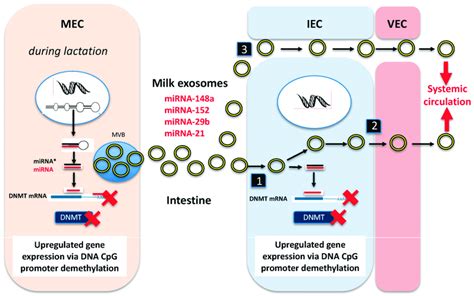 Working Model Of Exosomal Transfer Of Lactation Specific Mirnas That