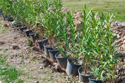 Rows of Young Seedlings of Evergreen Shrubs in Pots Ready To Be Planted in an Alley Stock Photo ...