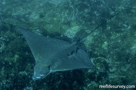 Aetobatus Ocellatus Whitespotted Eagle Ray ReefLifeSurvey