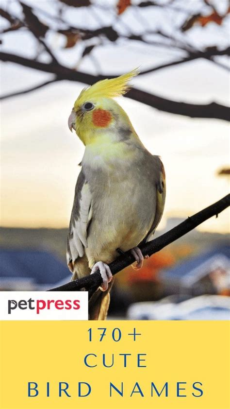 Cute Bird Names - Over 150 Adorable Ideas for Naming Your Bird - PetPress