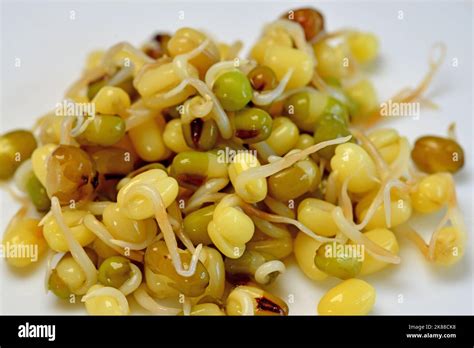 Mung Bean Sprouts In A Macro Stock Photo Alamy