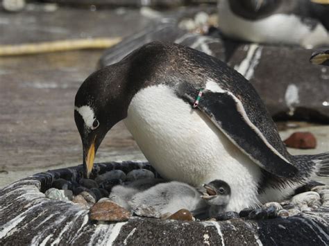 Zoo Welcomes First Penguin Chicks Of Breeding Season Indy100