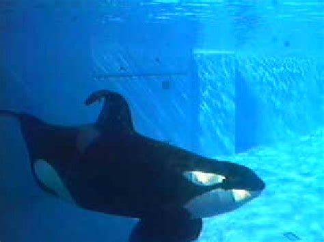 Shamu Cam - Orca - the killer whale Photo (33243947) - Fanpop