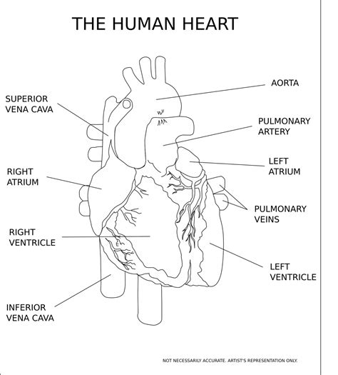 Heart: anatomy, physiology, location, disease and treatment - Biologysir