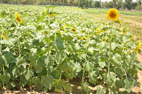 Weed Management Sunflower