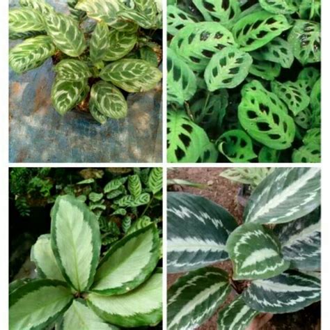 Jual Paket 4 Tanaman Hias Calathea Makoyana Darkstar Levonerow Silver