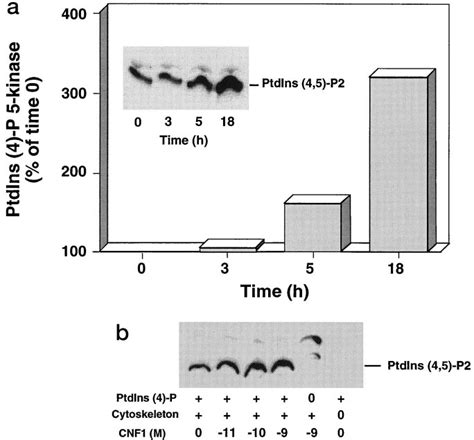 Effects Of Cnf On A Cytoskeleton Associated Ptdins P Kinase