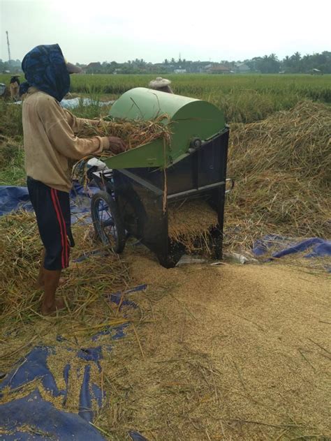 Akibat Kekeringan Petani Di Lebak Terpaksa Memanen Padi Lebih Awal