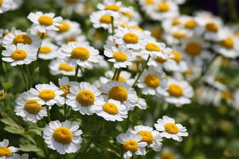 | Plants, Flowers, World