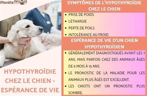 Hypothyroïdie chez le chien Espérance de vie Traitement de l