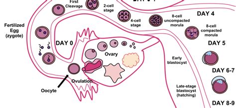 Embryo implantation – symptoms, course and duration of implantation ...