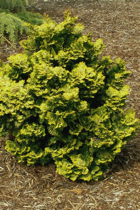 Buy Golden Dwarf Hinoki Cypress For Sale Online From Wilson Bros Gardens