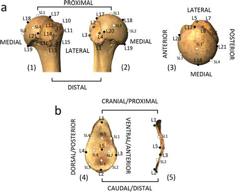 Landmark Configurations Used In The D Geometric Morphometric Analysis