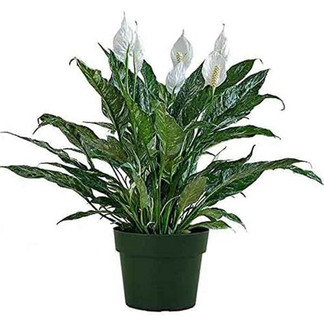 Aglaonema Silver Queen Care House Plants Flowers