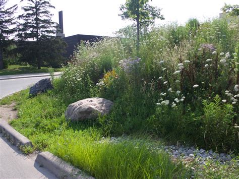 These tiny green islands are designed to help Toronto's aging stormwater system | University of ...