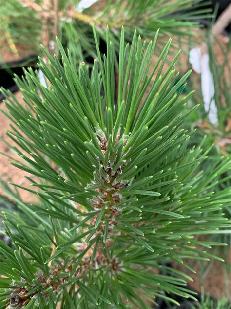 Buy Pinus Thunbergii Yatsubusa Dwarf Japanese Black Pine Tree Mr