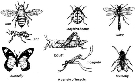 Free Insects, Download Free Insects png images, Free ClipArts on Clipart Library