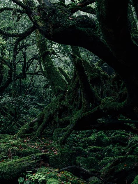 Yakushima / Japan :: Behance