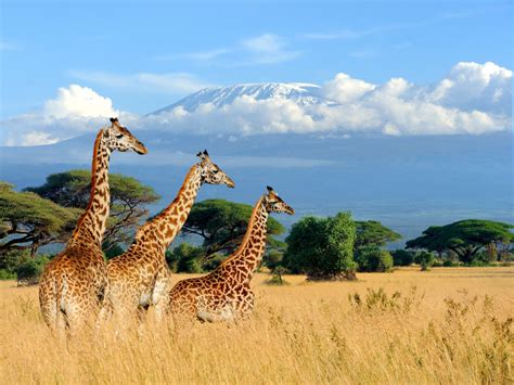 Kenya Travel Requirements Rosie Claretta